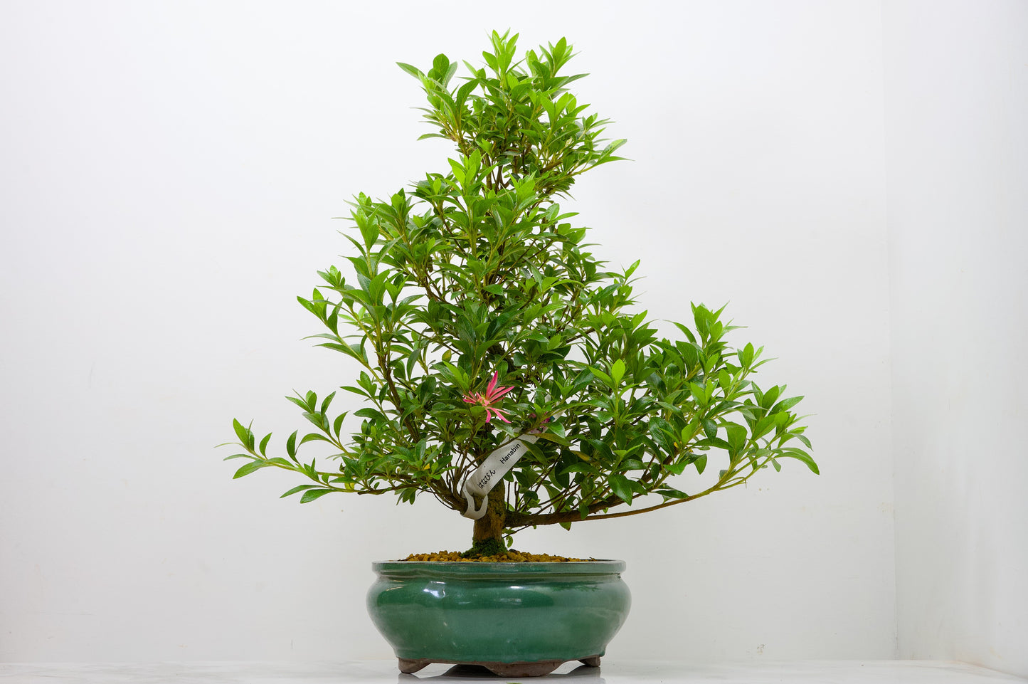 Satsuki Azalea Bonsai & Care Kit