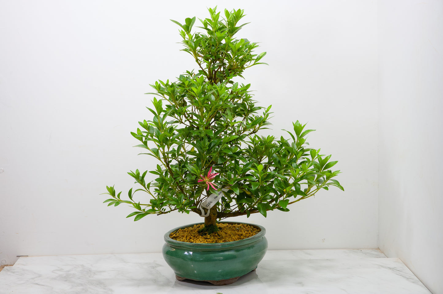 Satsuki Azalea Bonsai & Care Kit