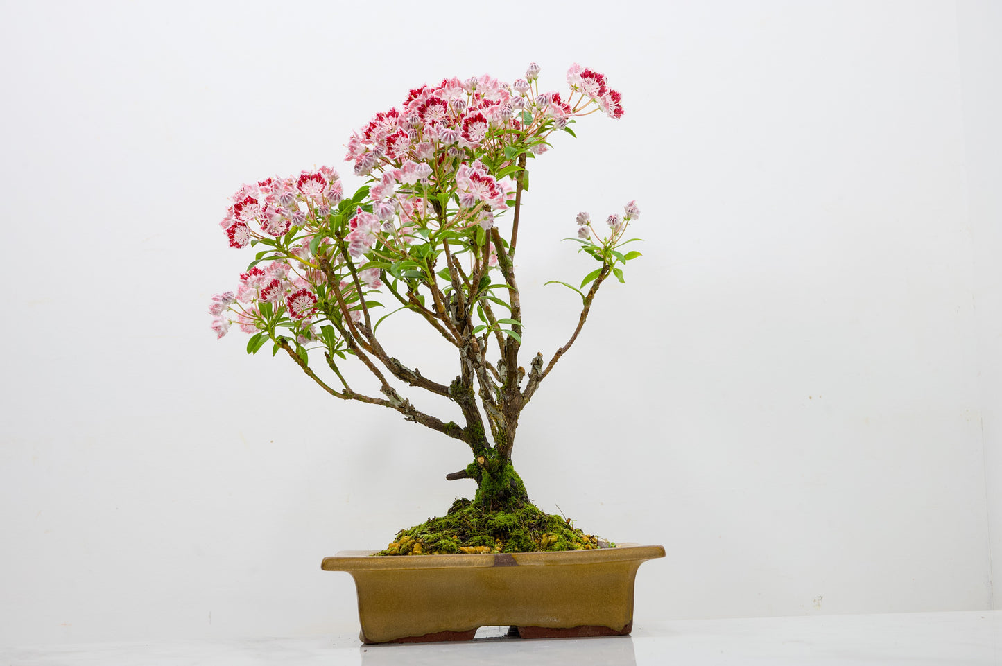 Kalmia Flowering  Bonsai