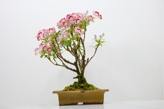 Kalmia Flowering  Bonsai