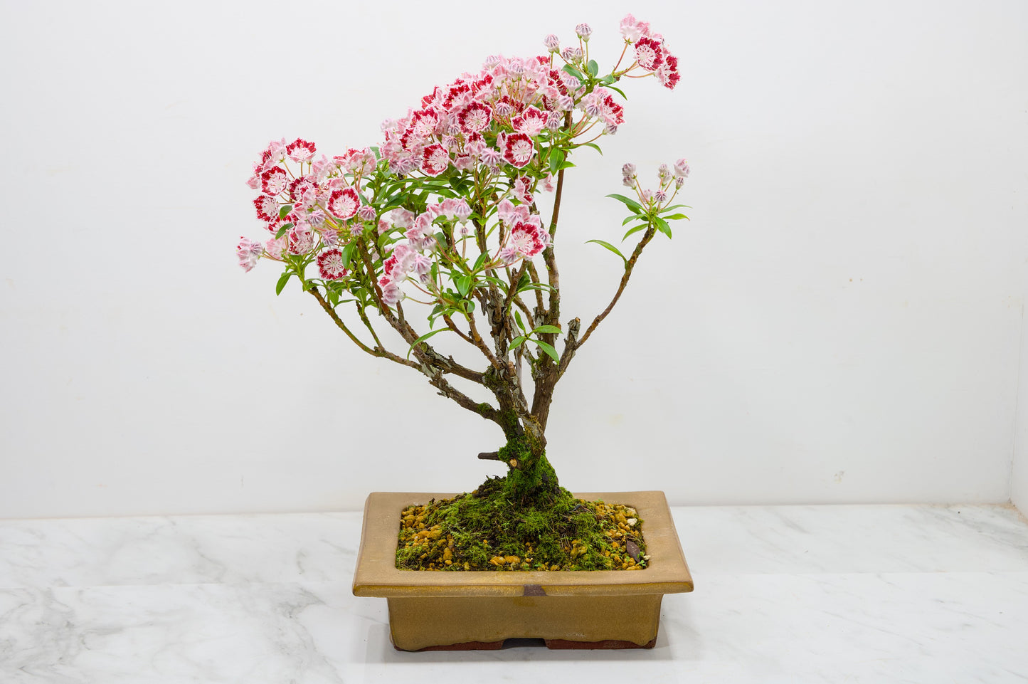 Kalmia Flowering  Bonsai