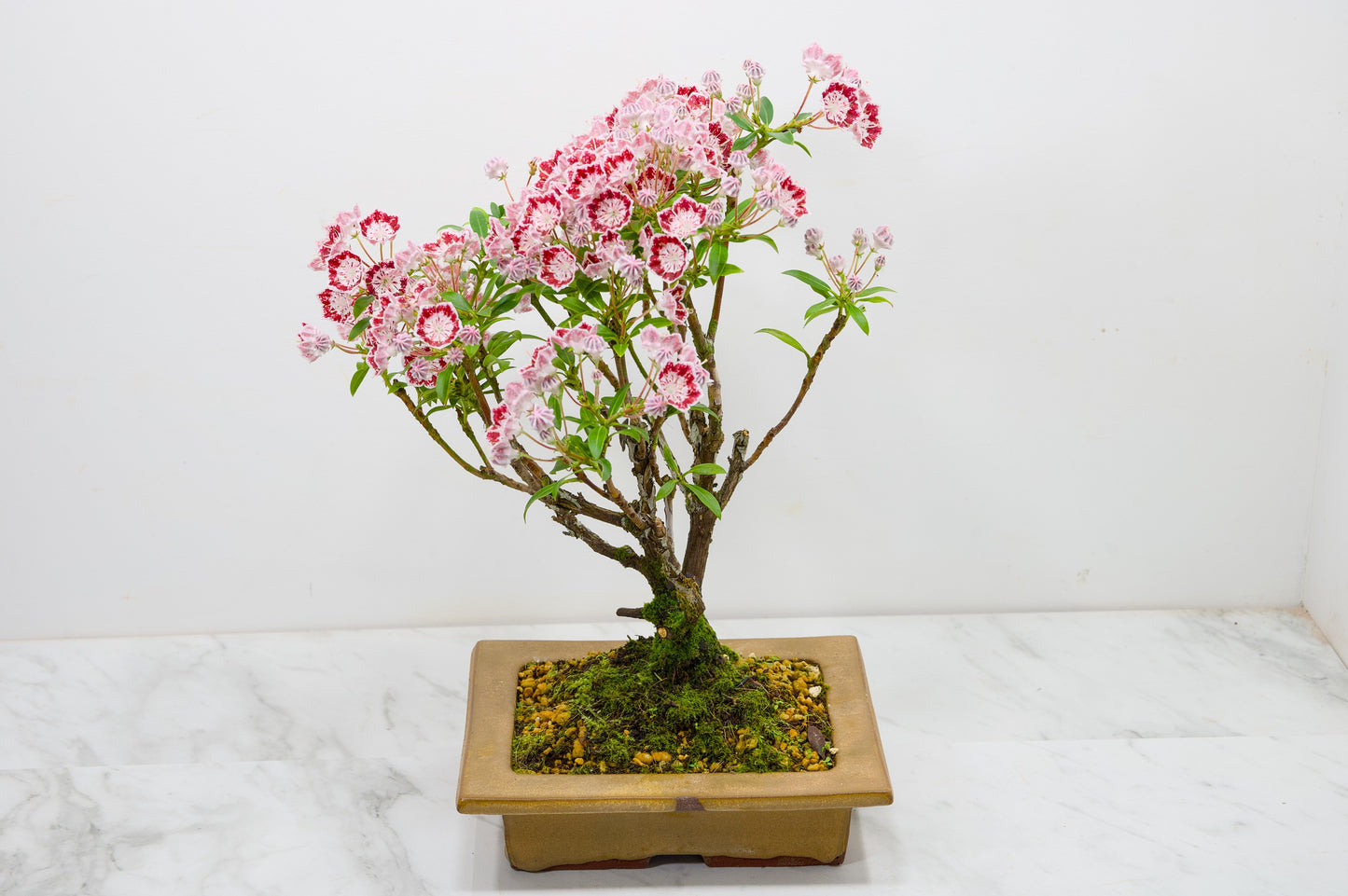 Kalmia Flowering  Bonsai