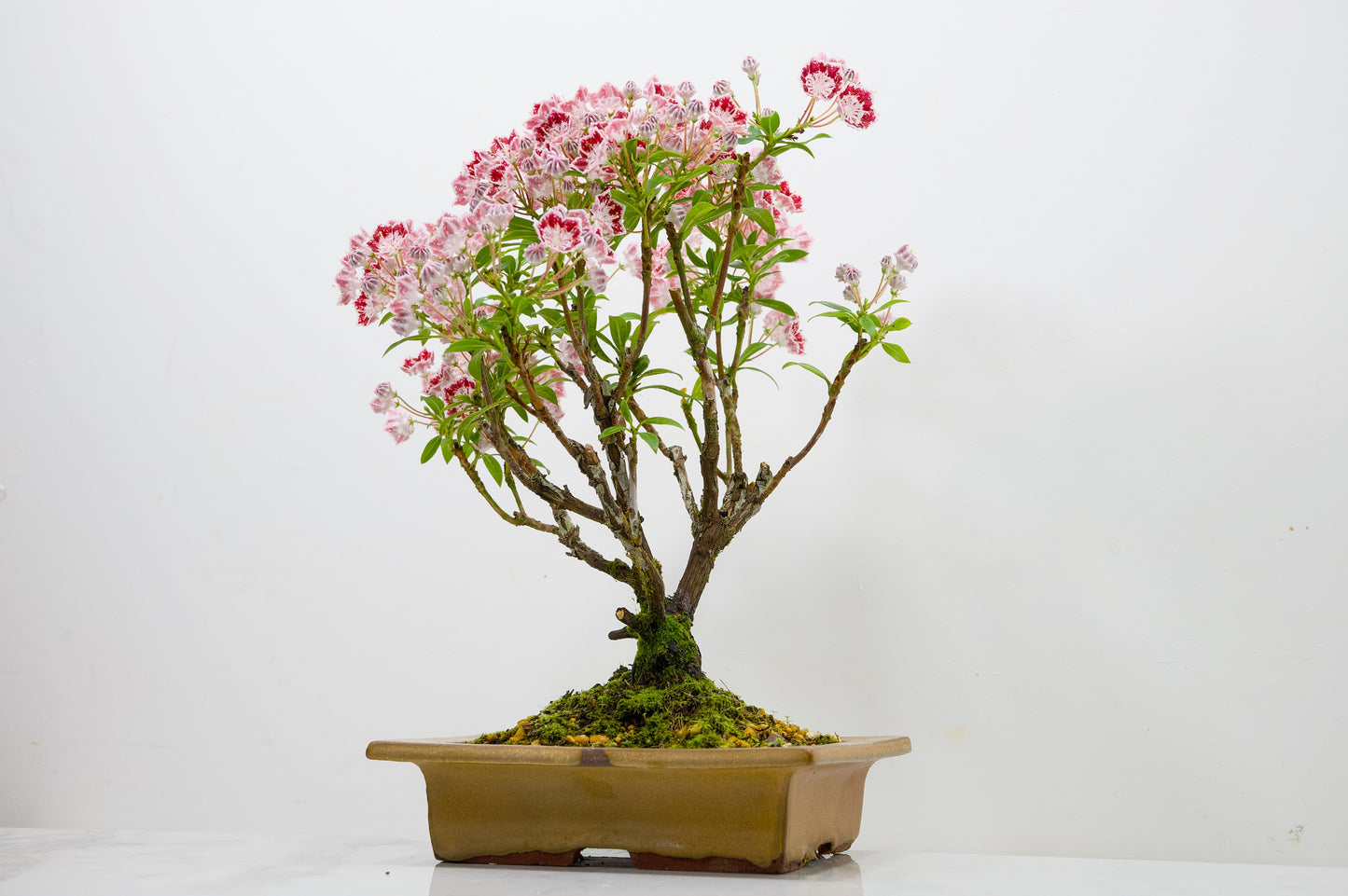 Kalmia Flowering  Bonsai