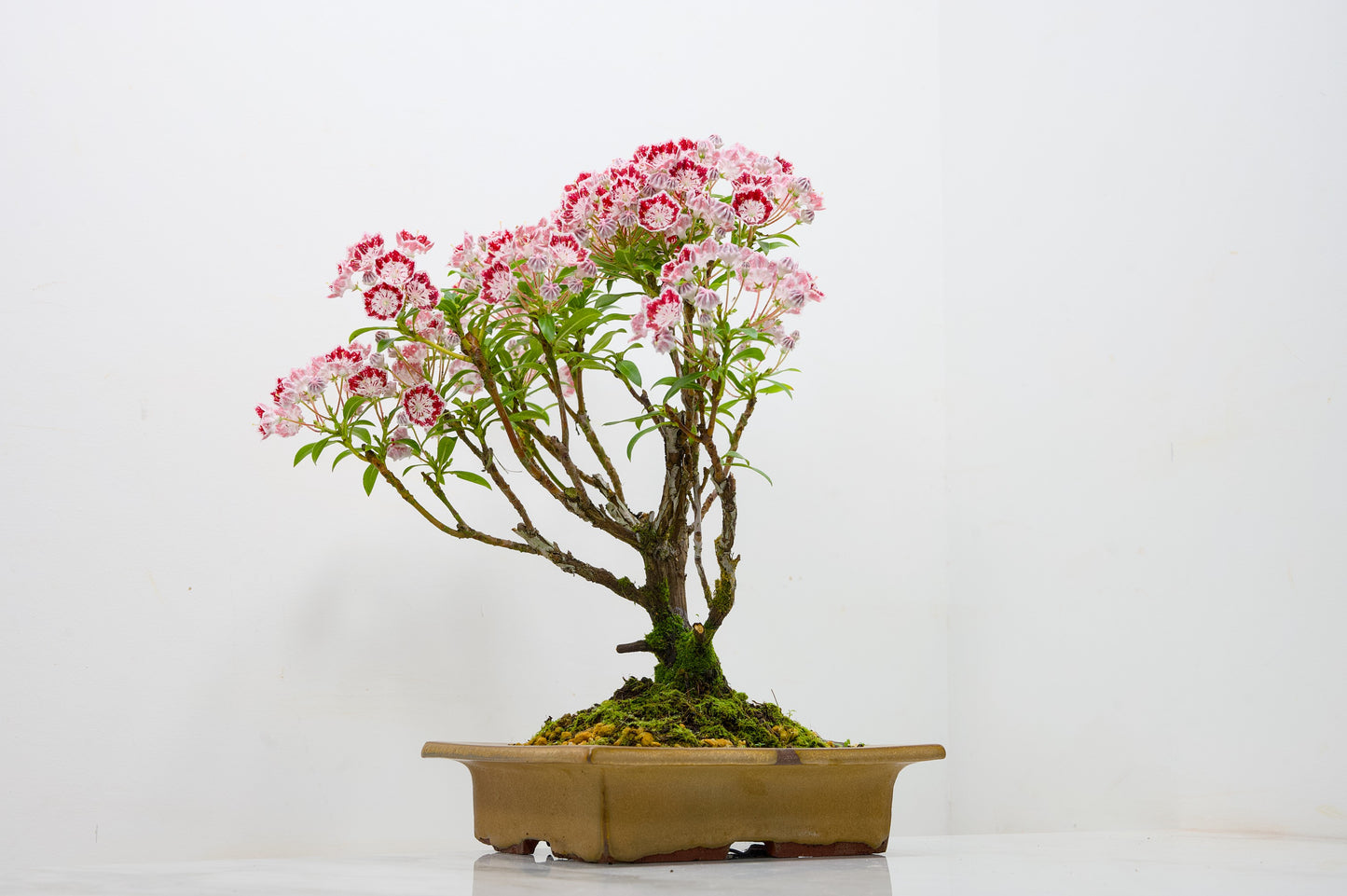 Kalmia Flowering  Bonsai