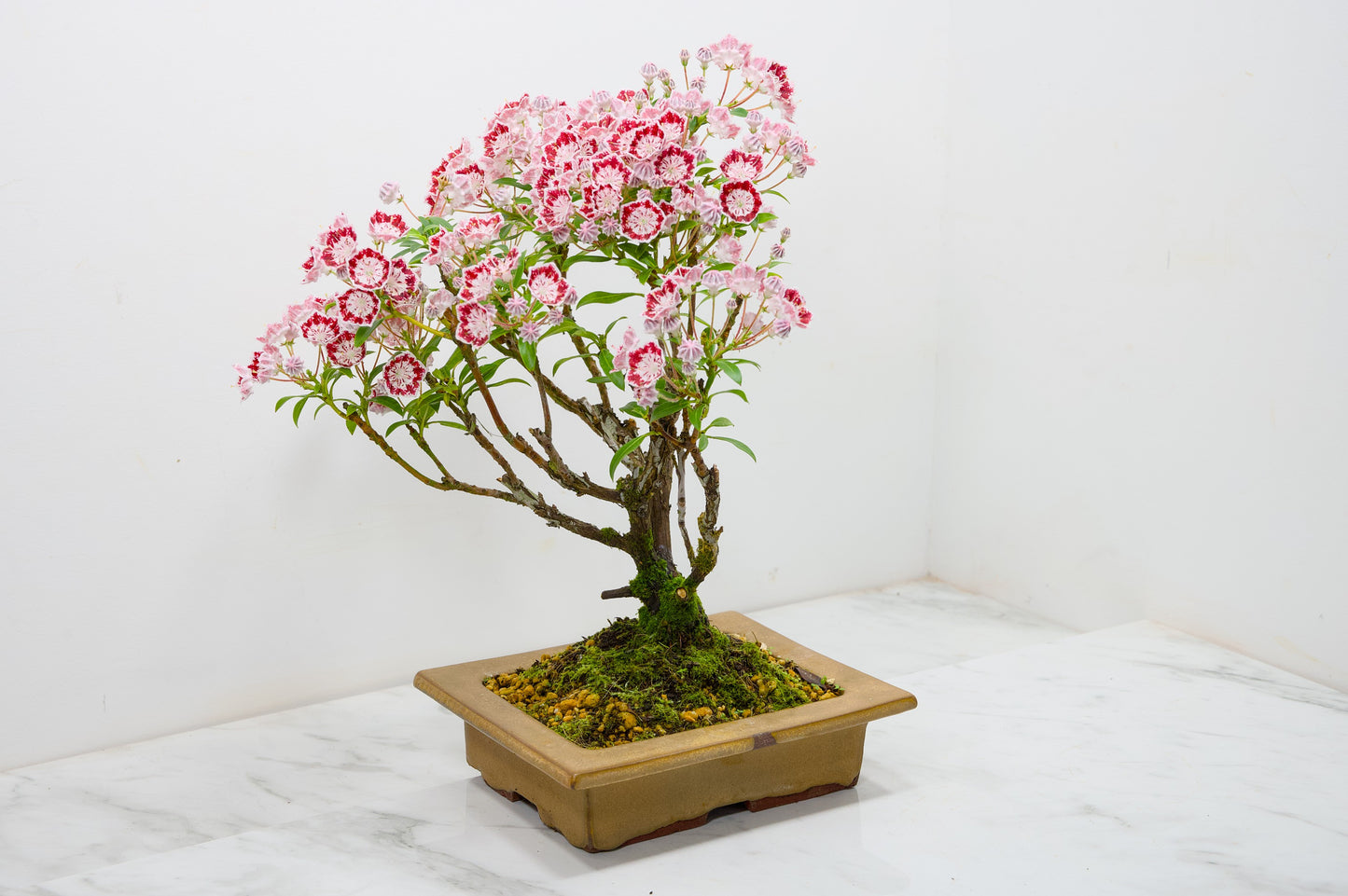 Kalmia Flowering  Bonsai