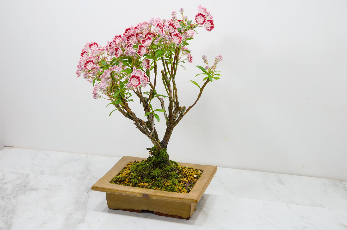 Kalmia Flowering  Bonsai