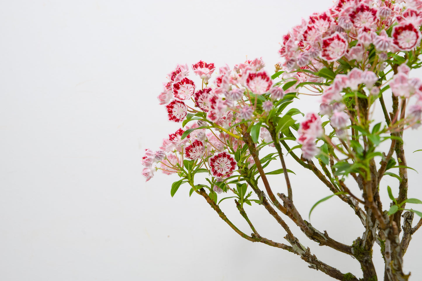 Kalmia Flowering  Bonsai