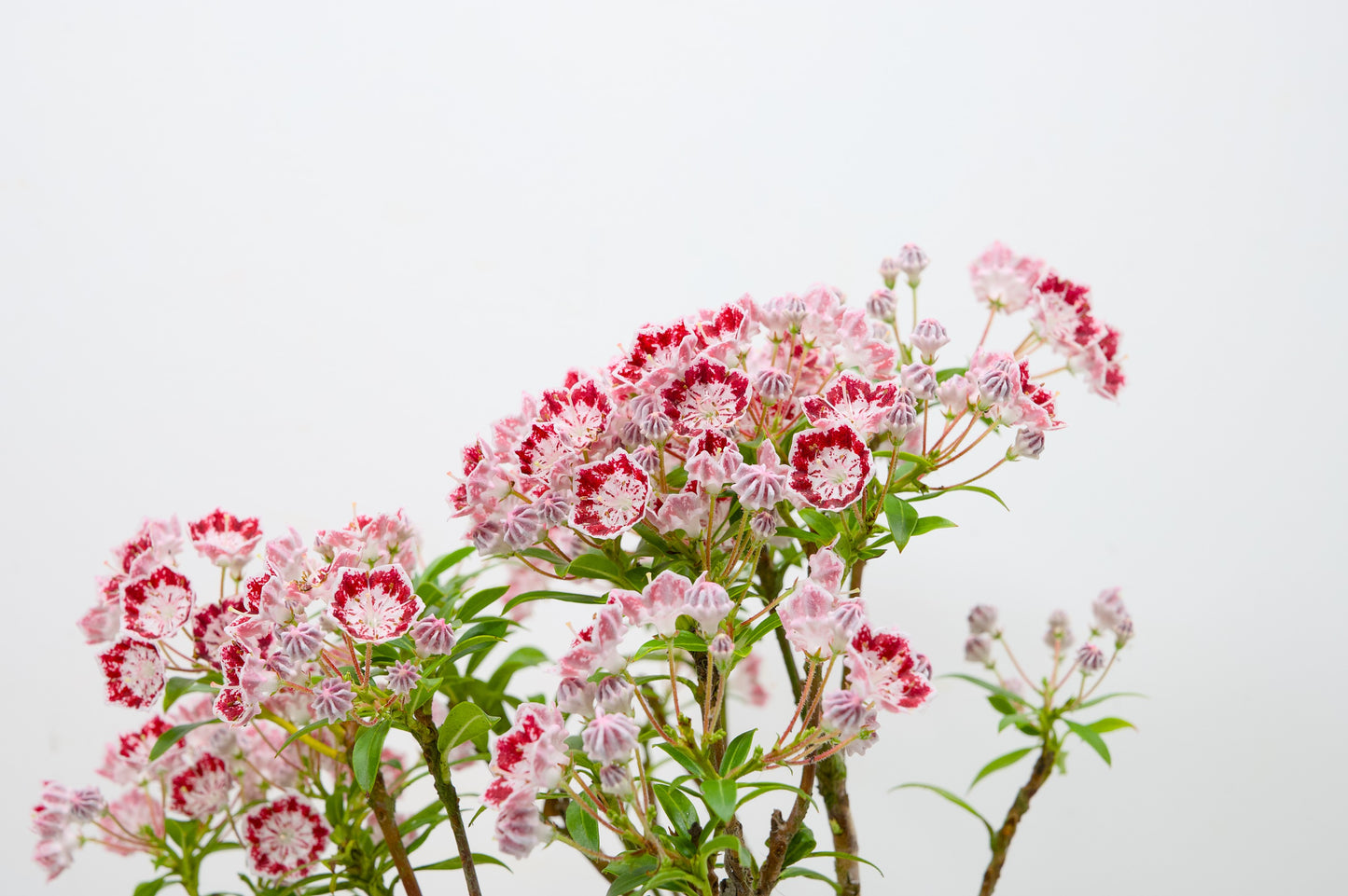 Kalmia Flowering  Bonsai