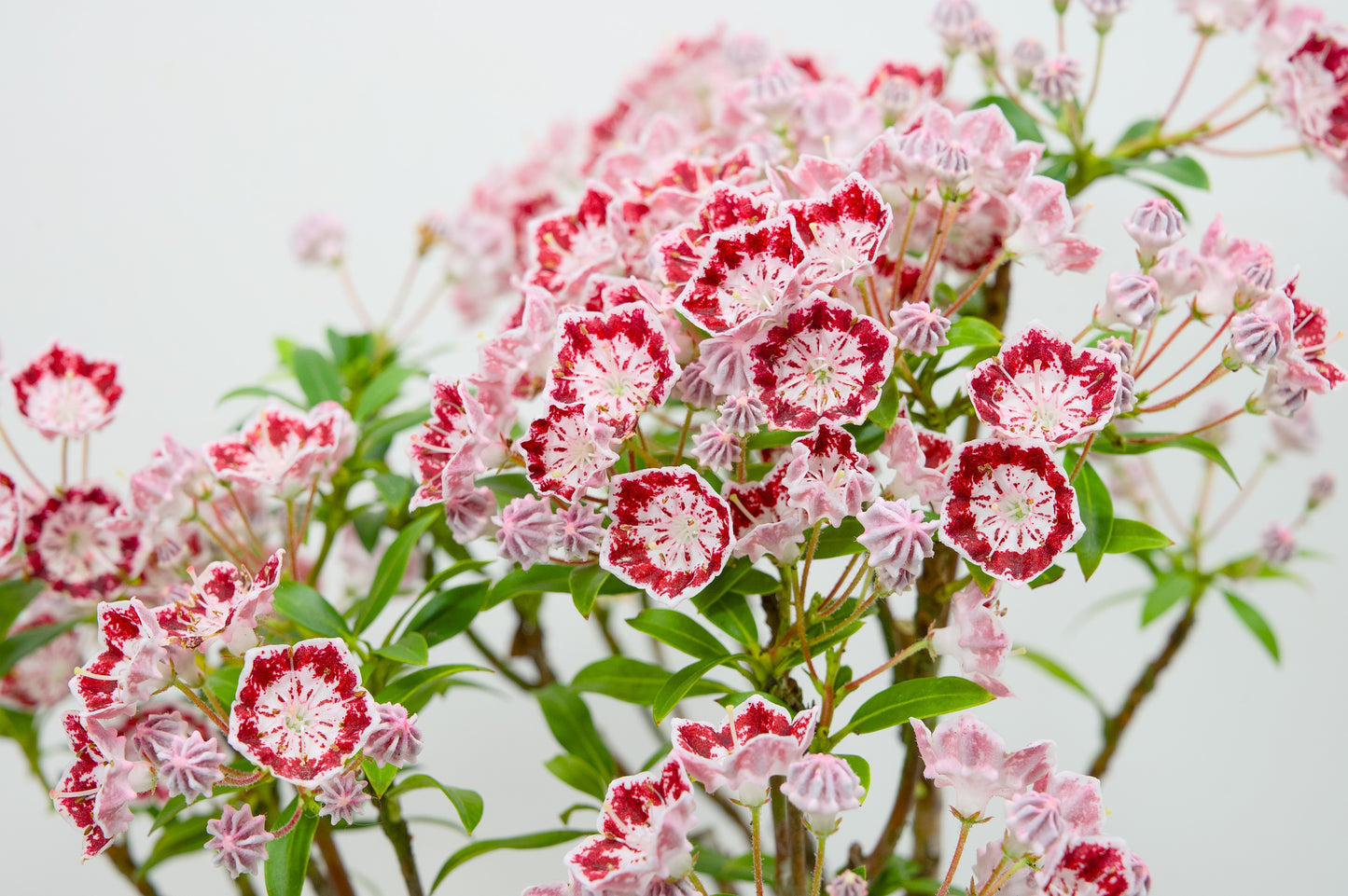 Kalmia Flowering  Bonsai