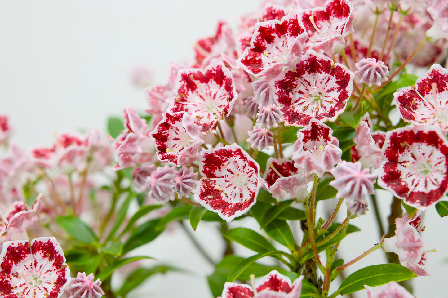 Kalmia Flowering  Bonsai