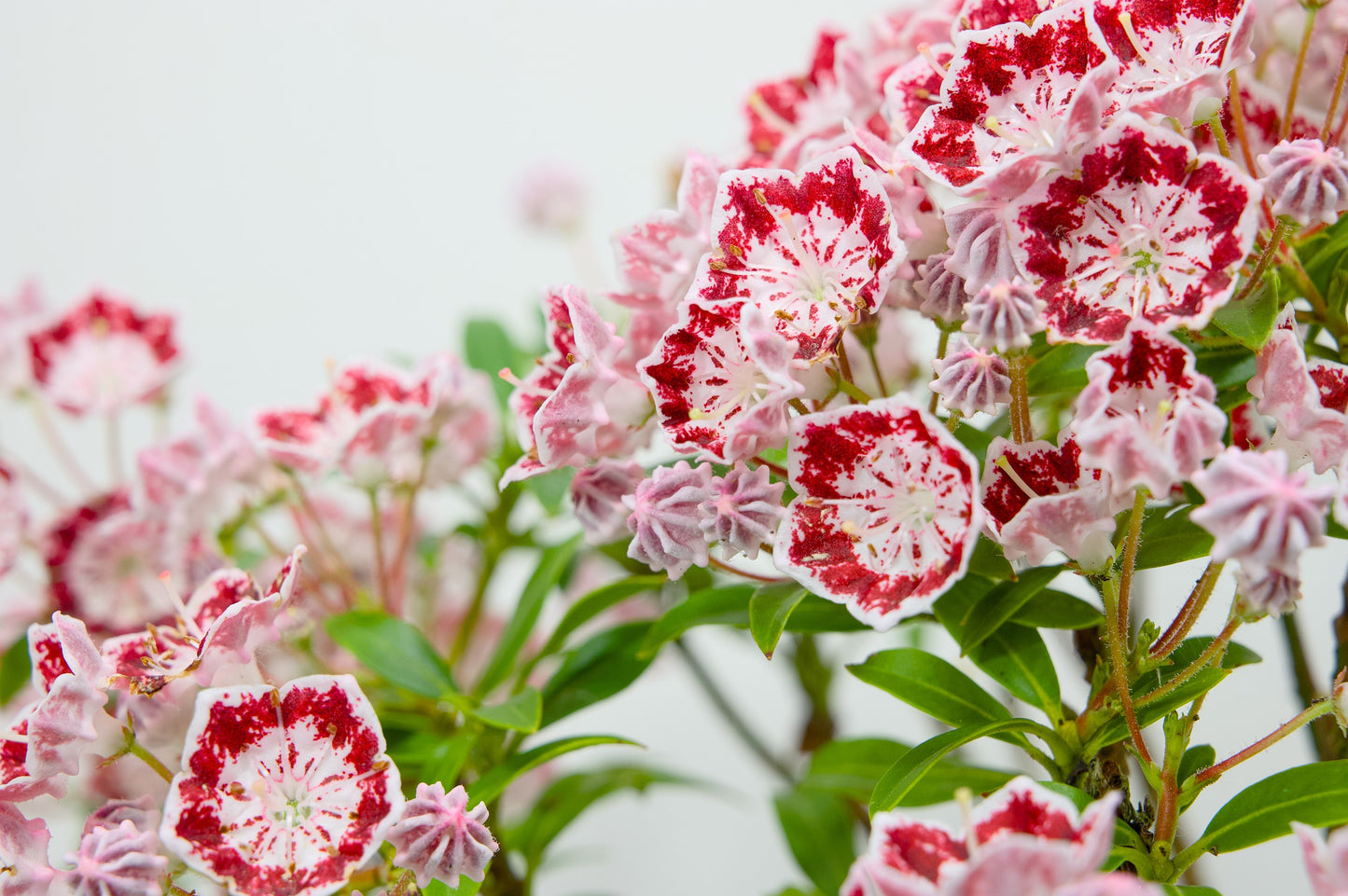 Kalmia Flowering  Bonsai