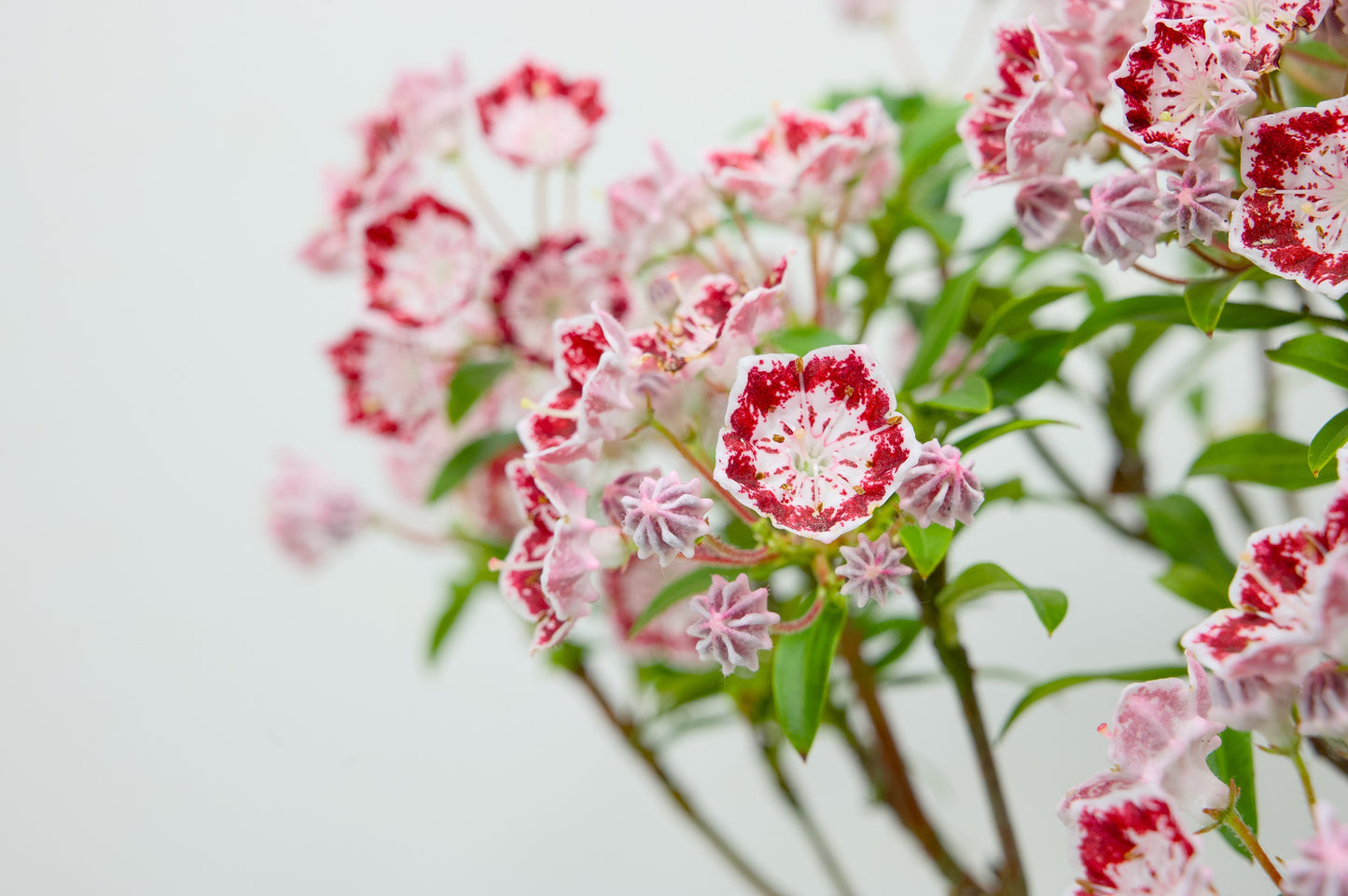 Kalmia Flowering  Bonsai