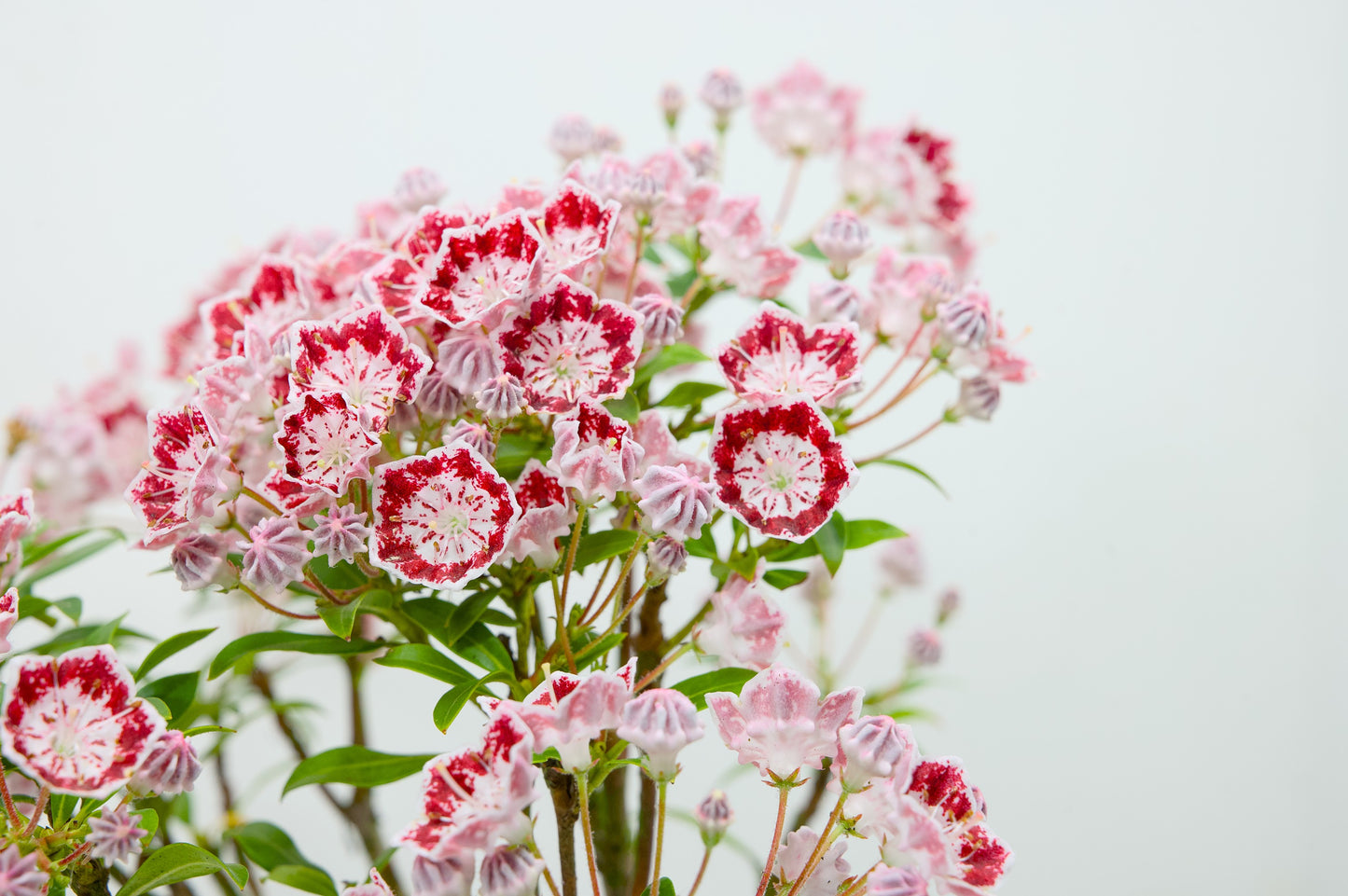 Kalmia Flowering  Bonsai