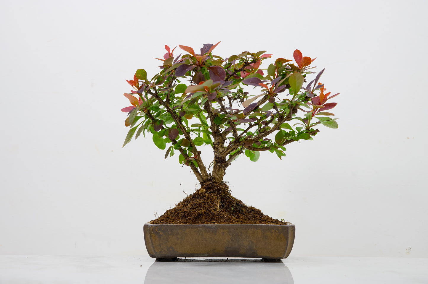 Berberis  Bonsai