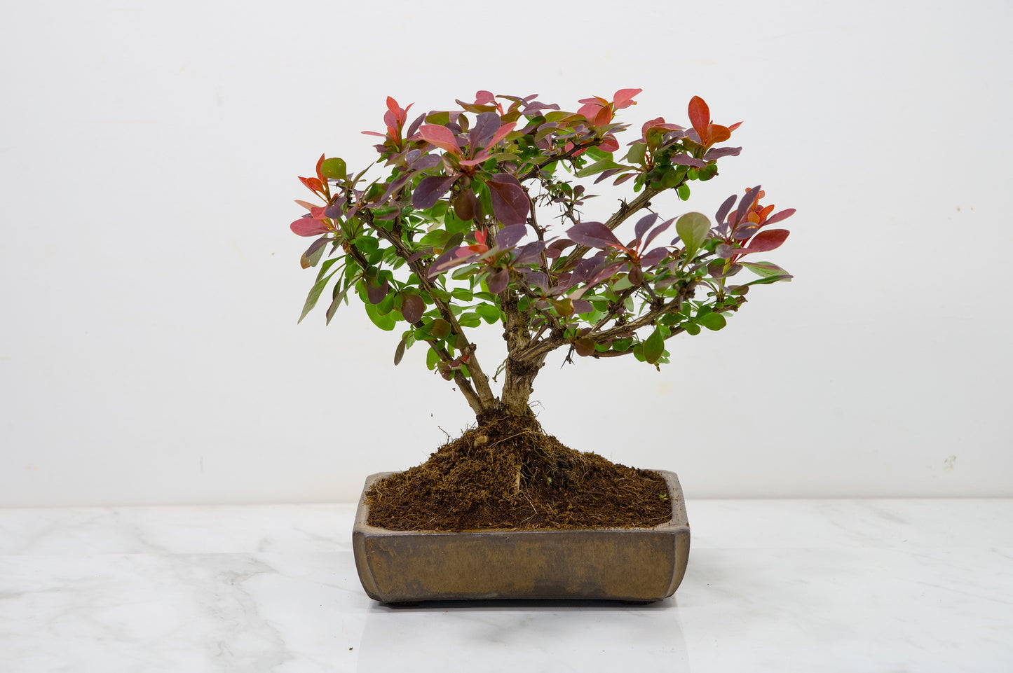 Berberis  Bonsai