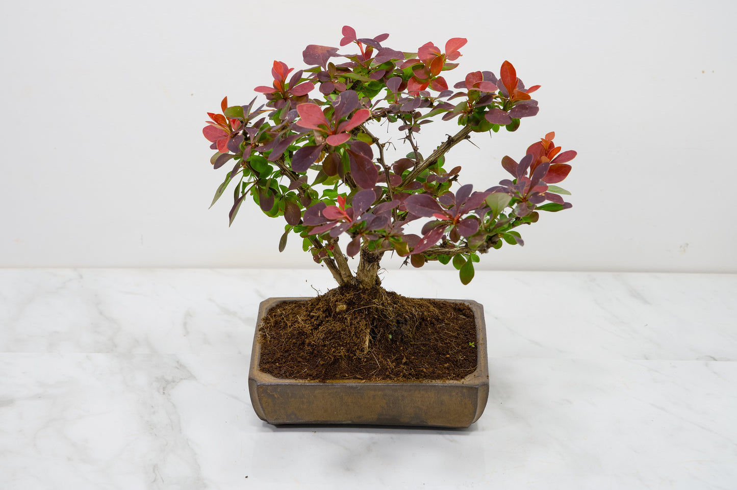 Berberis  Bonsai