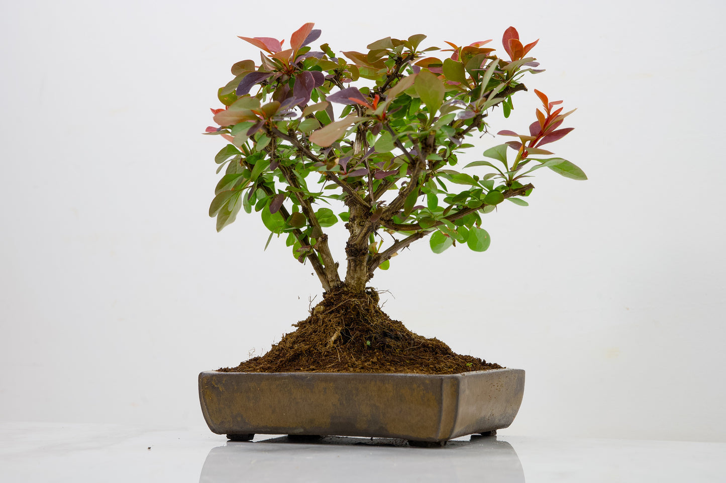 Berberis  Bonsai