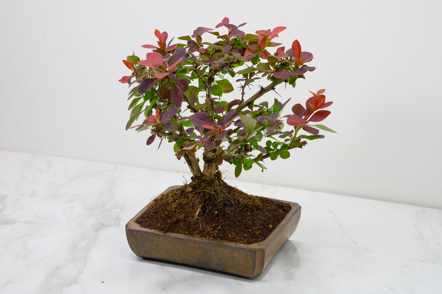 Berberis  Bonsai