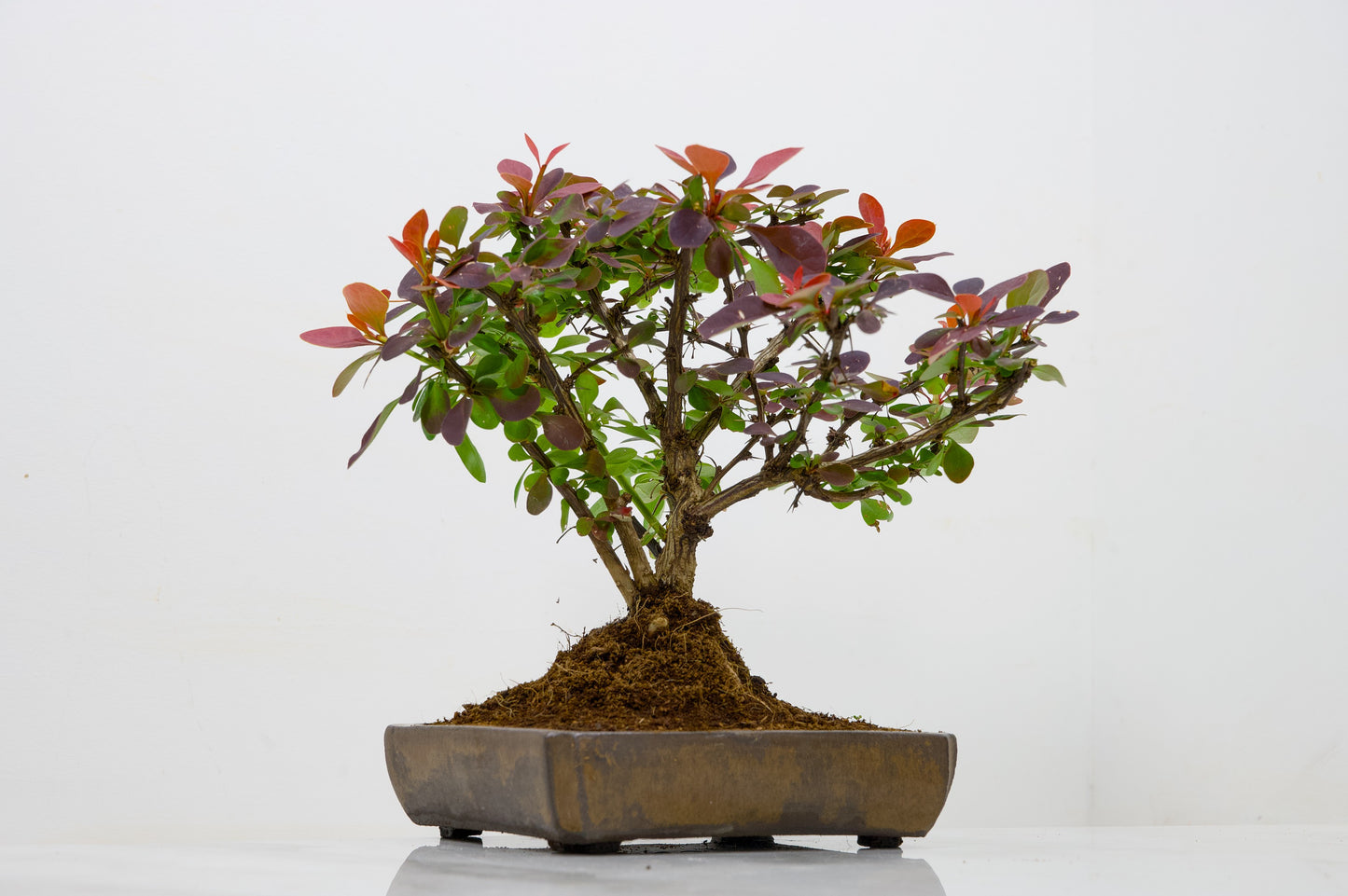 Berberis  Bonsai