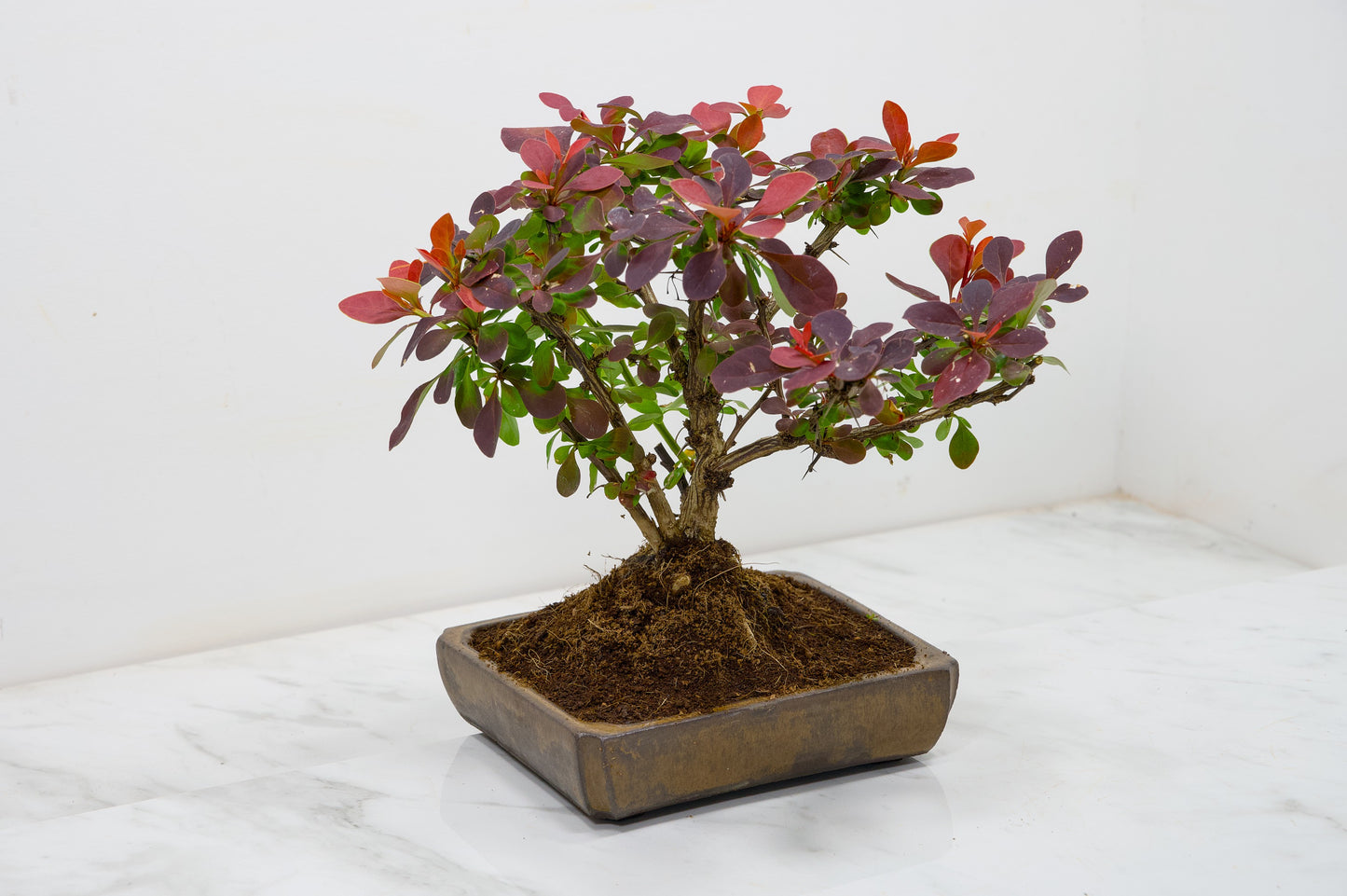 Berberis  Bonsai