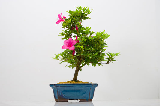 Satsuki Azalea Bonsai & Care Kit