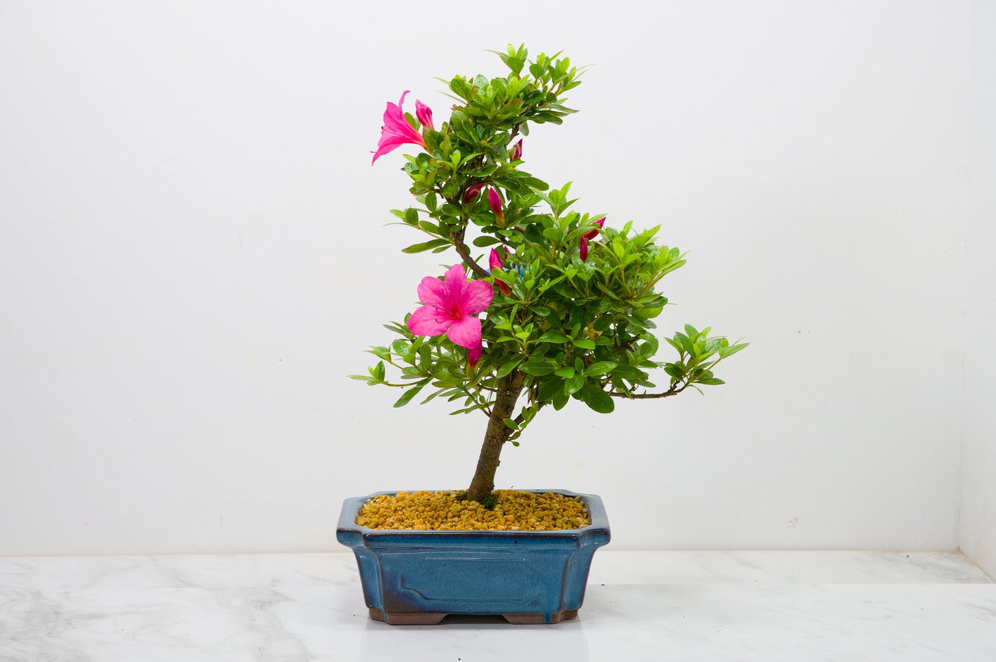 Satsuki Azalea Bonsai & Care Kit