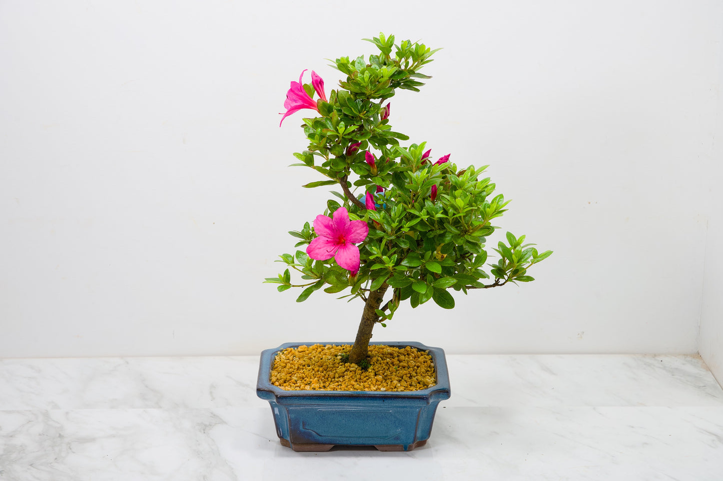 Satsuki Azalea Bonsai & Care Kit
