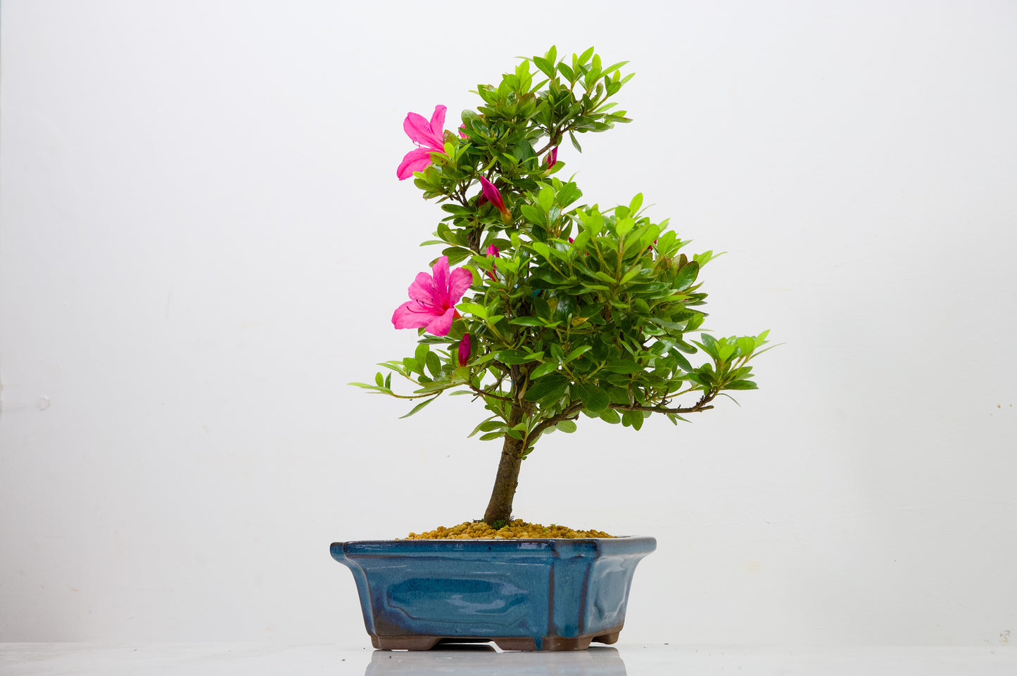 Satsuki Azalea Bonsai & Care Kit