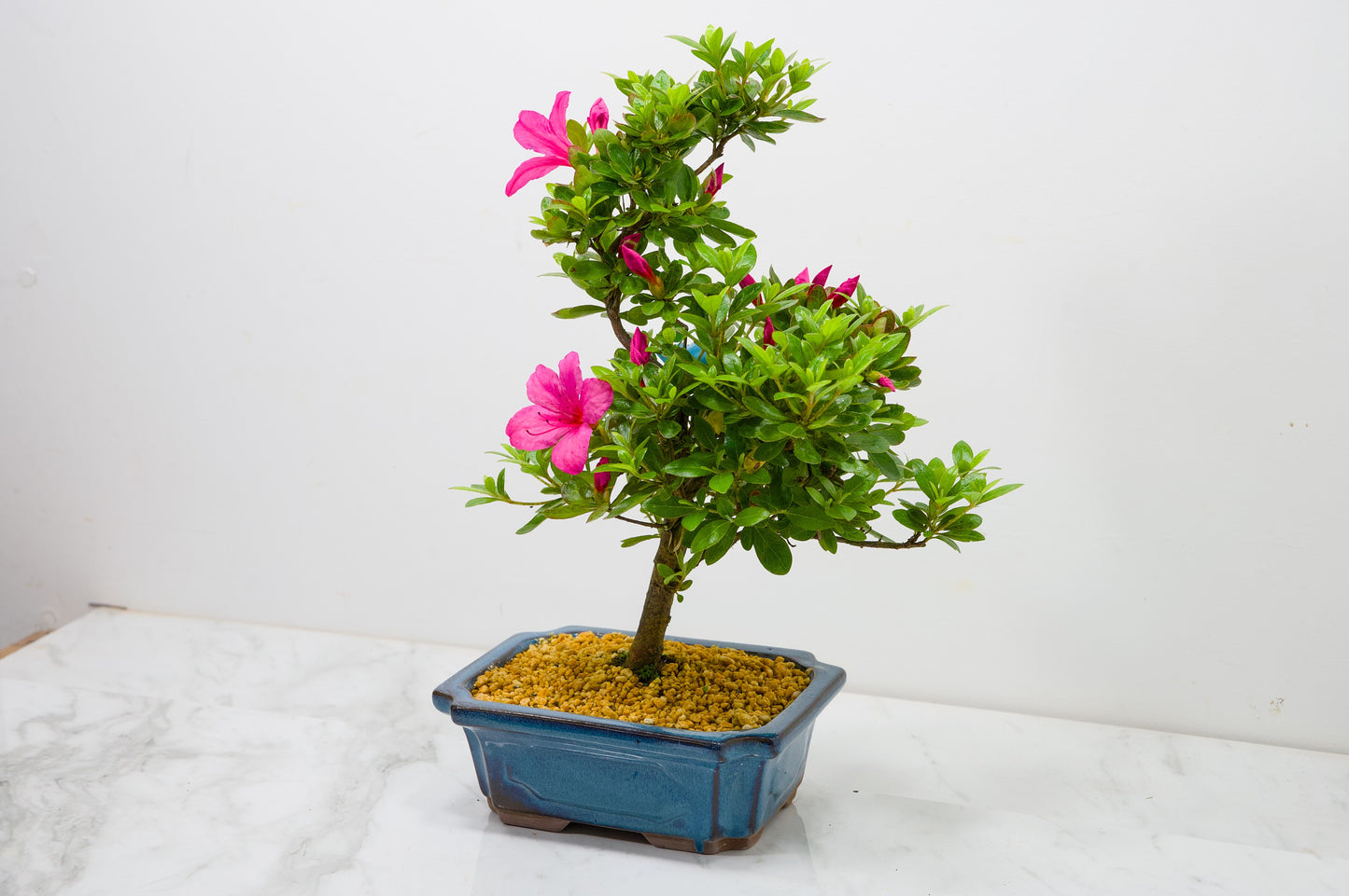 Satsuki Azalea Bonsai & Care Kit