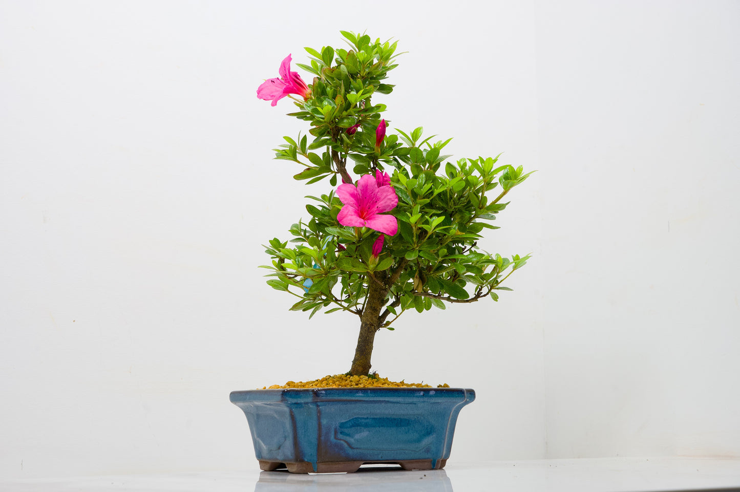 Satsuki Azalea Bonsai & Care Kit