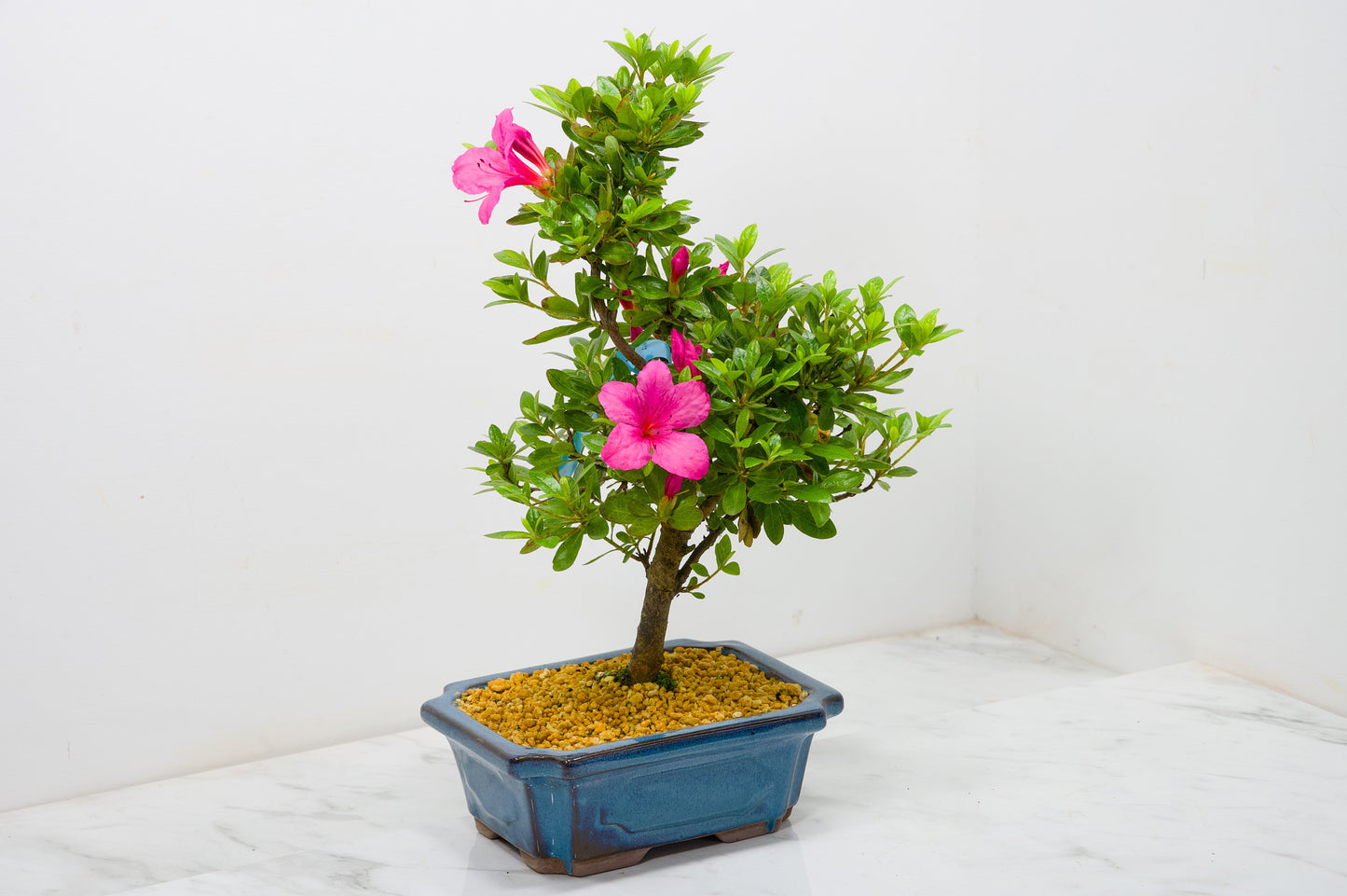 Satsuki Azalea Bonsai & Care Kit