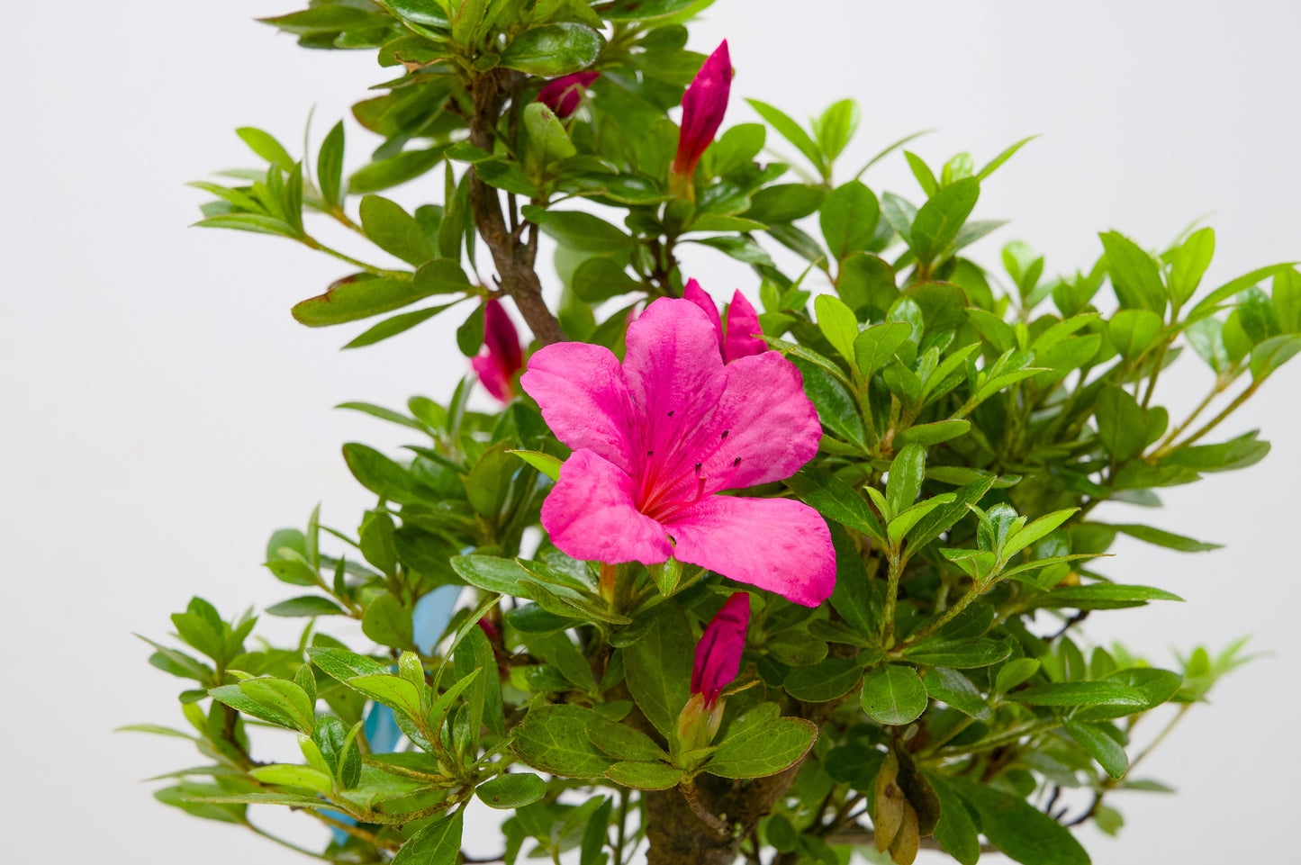 Satsuki Azalea Bonsai & Care Kit