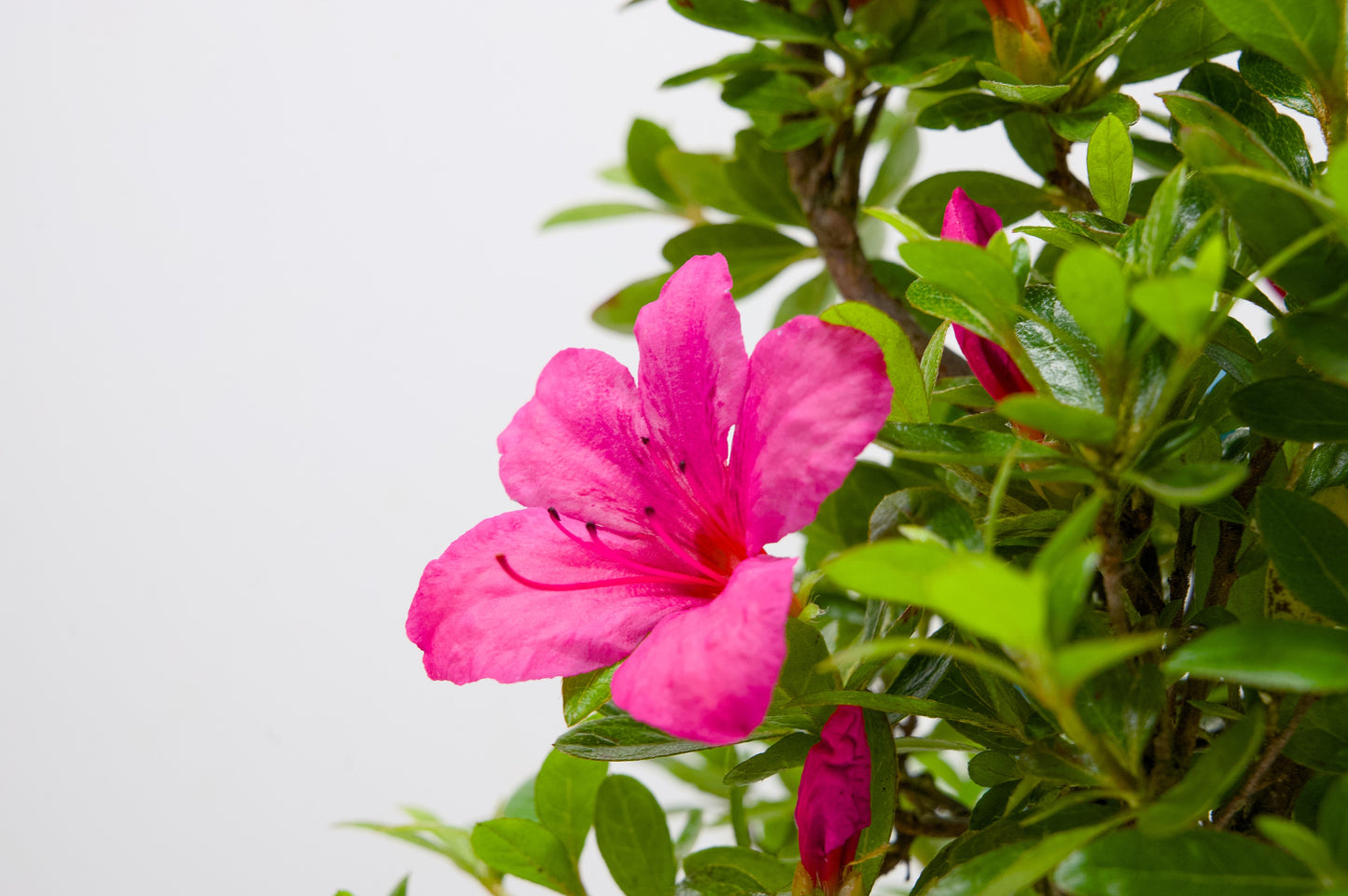 Satsuki Azalea Bonsai & Care Kit