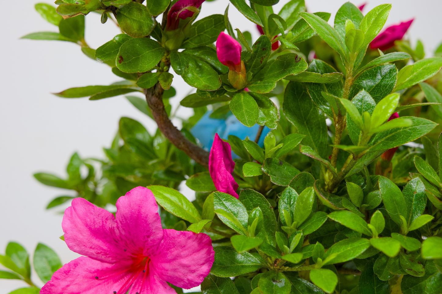 Satsuki Azalea Bonsai & Care Kit