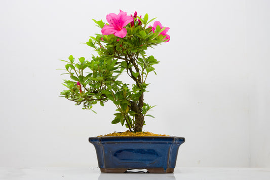 Satsuki Azalea Bonsai & Care Kit