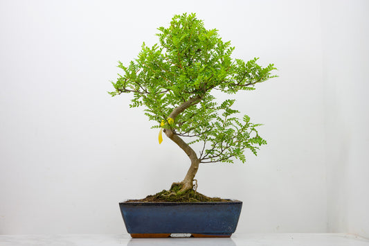 Japanese Pepper Bonsai  S Trunk - 30cm Blue Ceramic Pot