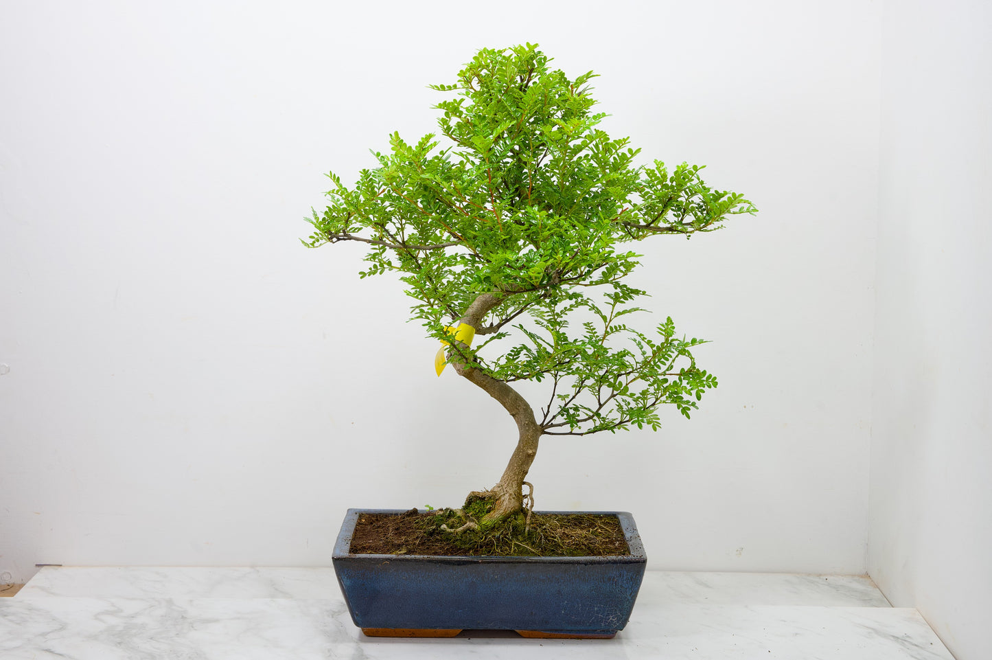 Japanese Pepper Bonsai  S Trunk - 30cm Blue Ceramic Pot