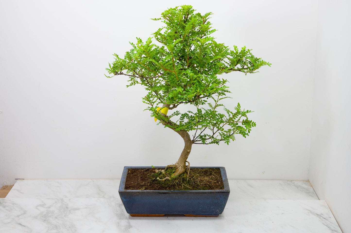 Japanese Pepper Bonsai  S Trunk - 30cm Blue Ceramic Pot