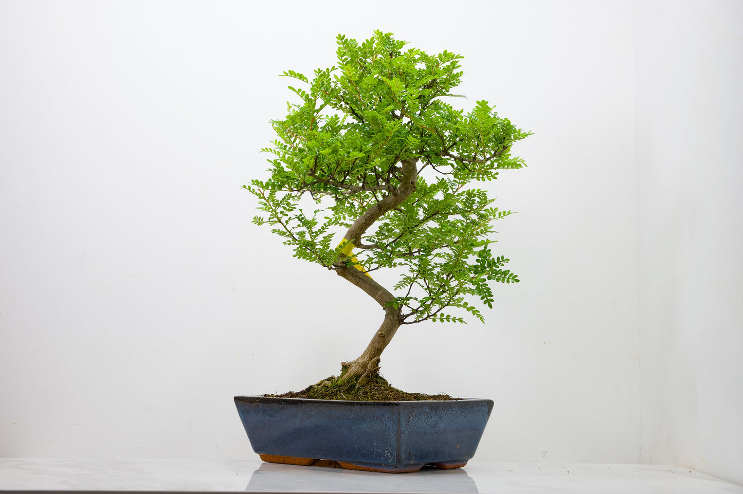 Japanese Pepper Bonsai  S Trunk - 30cm Blue Ceramic Pot