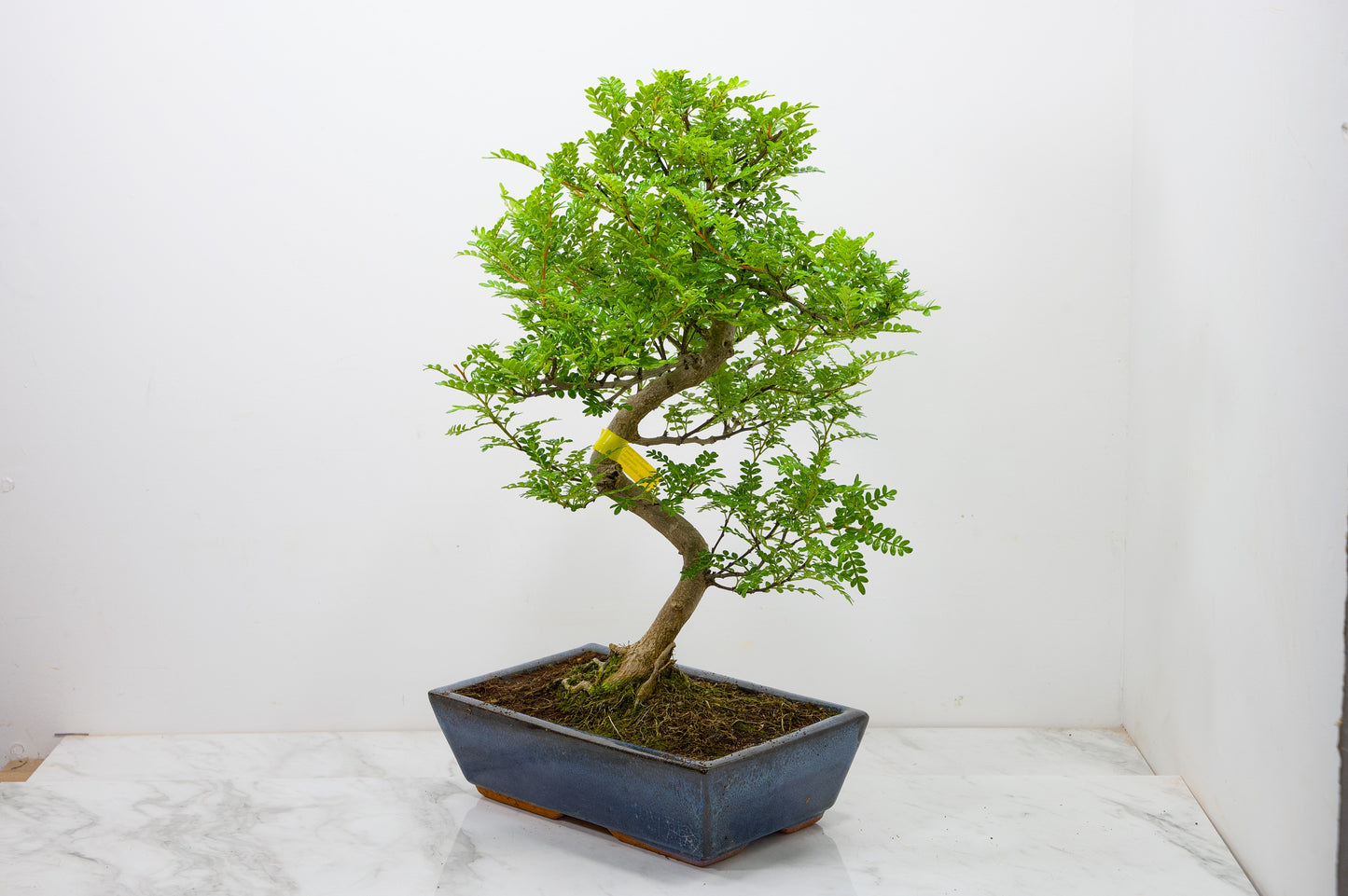 Japanese Pepper Bonsai  S Trunk - 30cm Blue Ceramic Pot