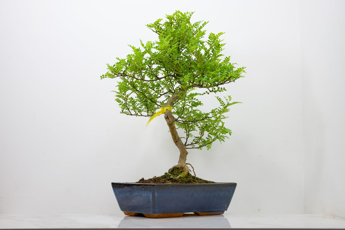 Japanese Pepper Bonsai  S Trunk - 30cm Blue Ceramic Pot