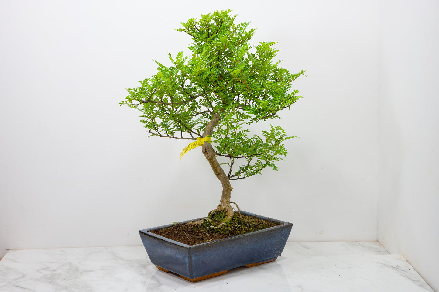 Japanese Pepper Bonsai  S Trunk - 30cm Blue Ceramic Pot