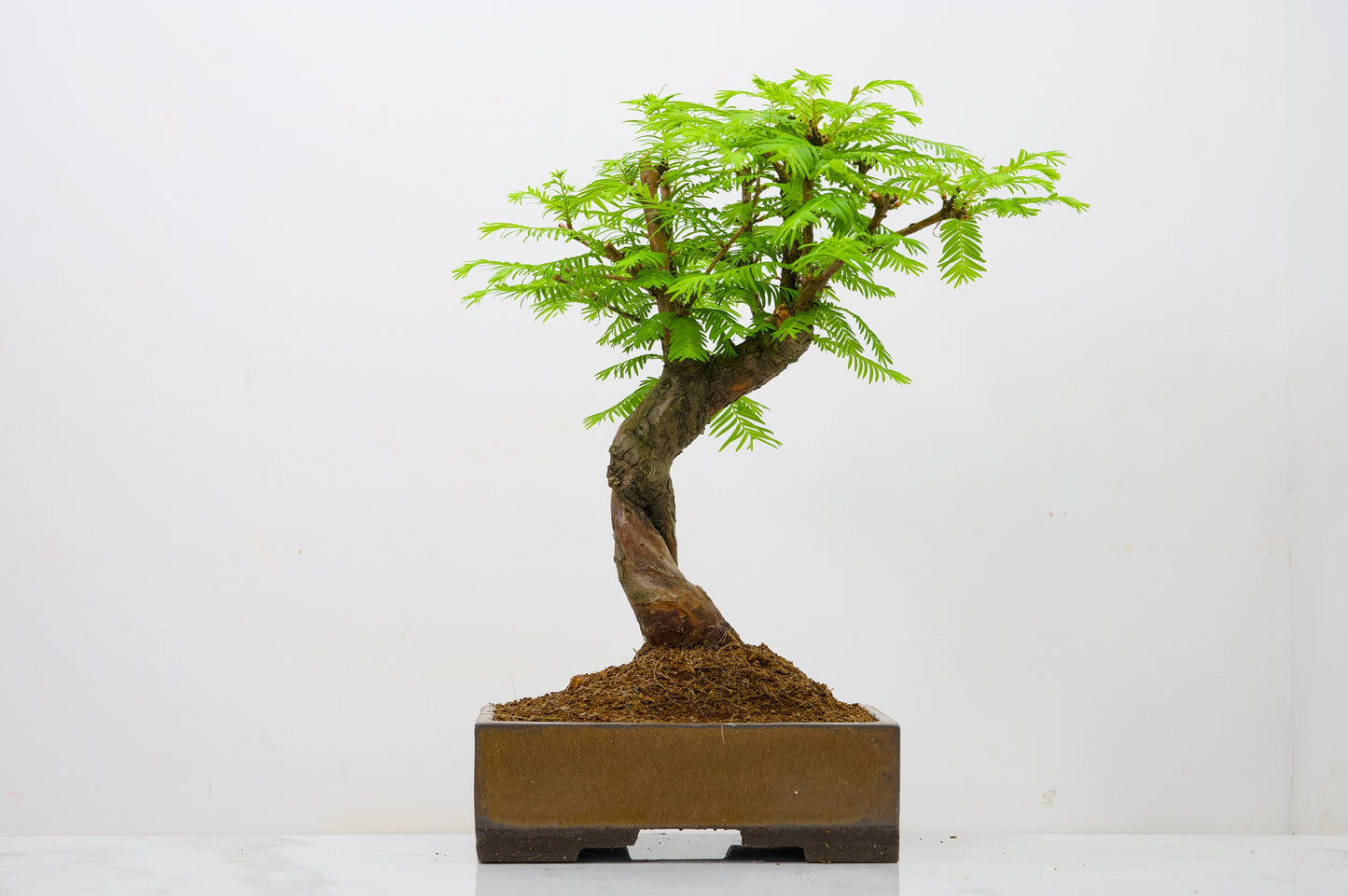 Dawn Redwood  Bonsai