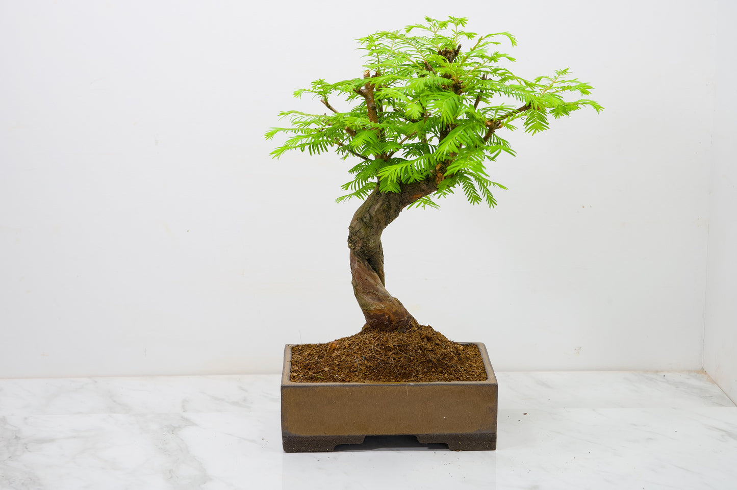 Dawn Redwood  Bonsai