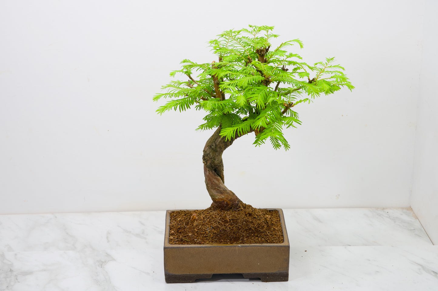 Dawn Redwood  Bonsai