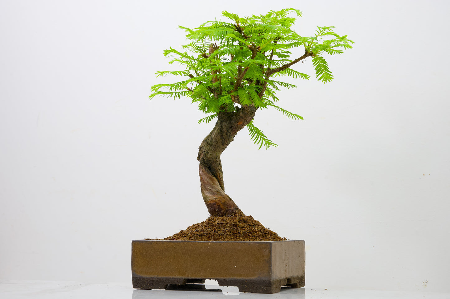 Dawn Redwood  Bonsai