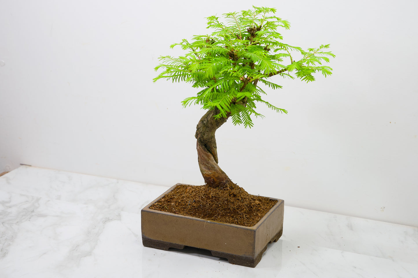 Dawn Redwood  Bonsai