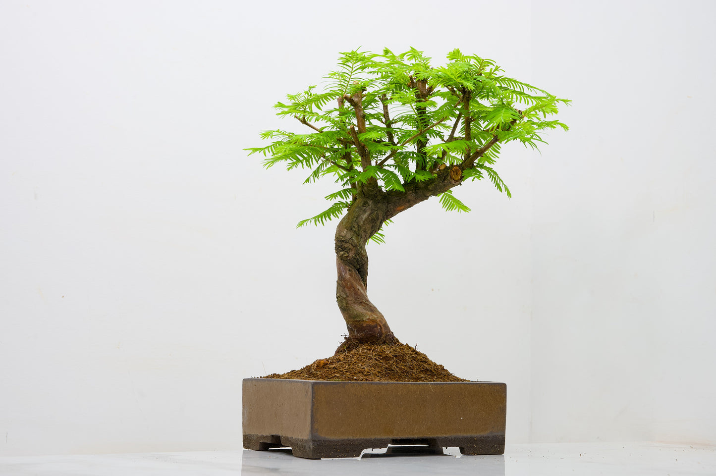 Dawn Redwood  Bonsai