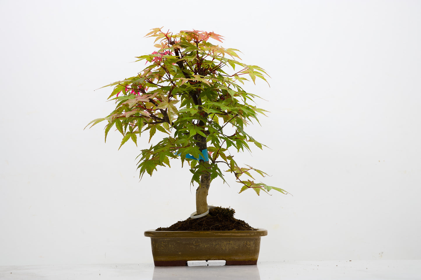 Deshojo Japanese Maple Bonsai+ Care Kit