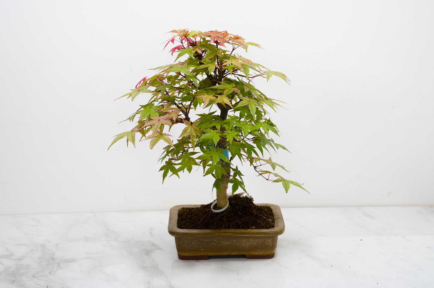 Deshojo Japanese Maple Bonsai+ Care Kit